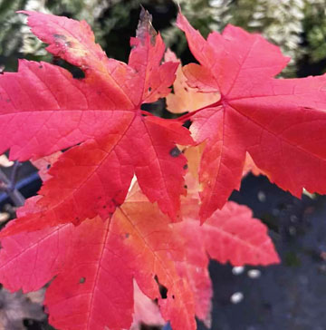 acer glabrum 2 graphic
